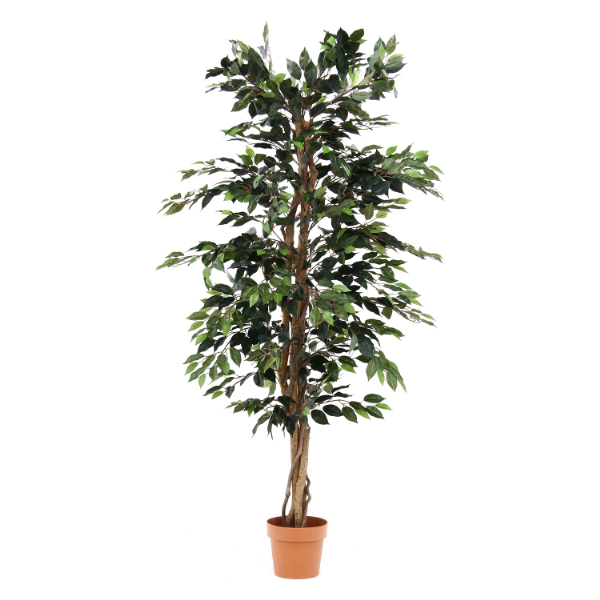 観葉植物 フィカス 1124 A