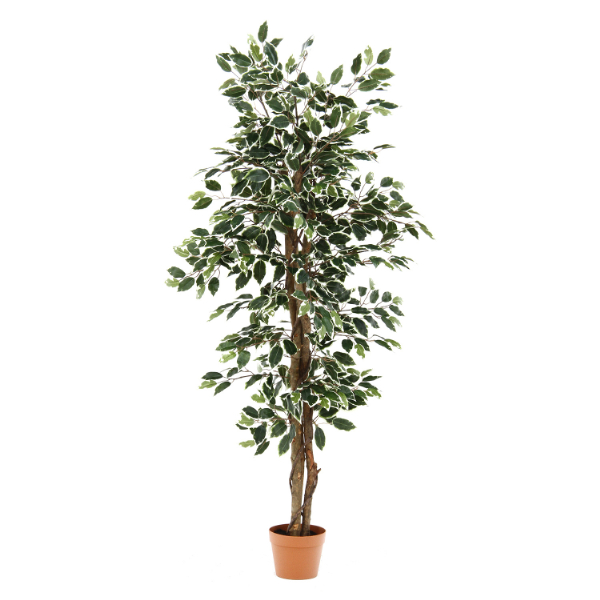 観葉植物 フィカス 690 B