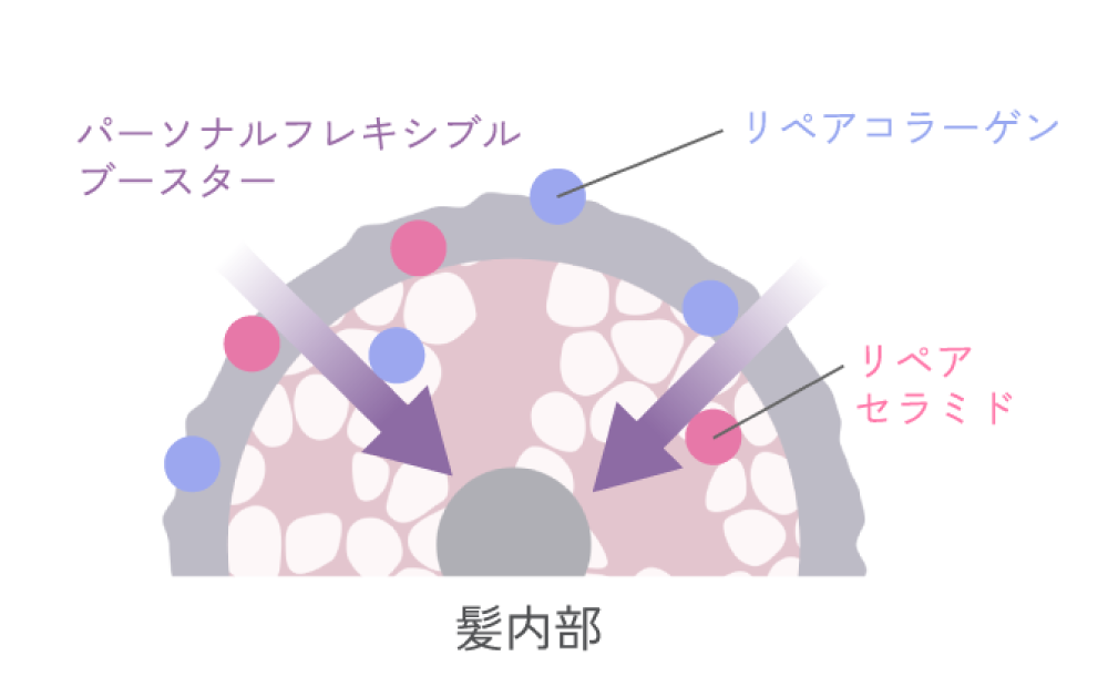 髪内部