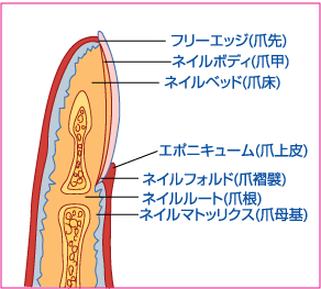 爪 基礎から臨床まで 爪 基礎から臨床まで 改訂第2版 | 東 禹彦 |本 | 通販 | Amazon